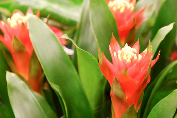 Fototapeta premium Top view of a beautiful pink petal of green leaves flowers on a background of large green leaves.