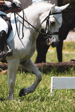 pony