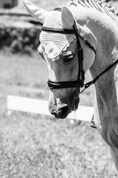 cavallo
