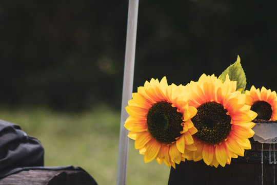 girasoli