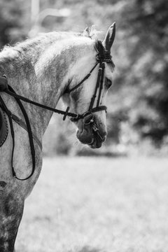 cavallo