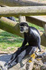 Obraz premium Peaugres