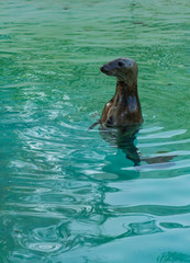 Fototapeta premium seal swimming in the water