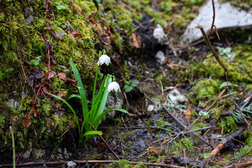 wet ground with autumn crocus in the rain