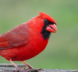 Cardinal