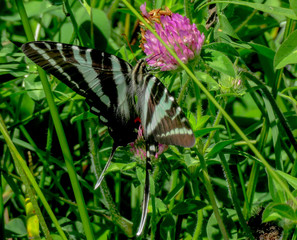 butterfly on a flower