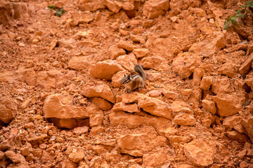 Streifenhörnchen auf orange, felsigem Untergrund, Bryce Canyon National Park, Utah, USA