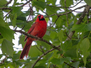 bird on a branch