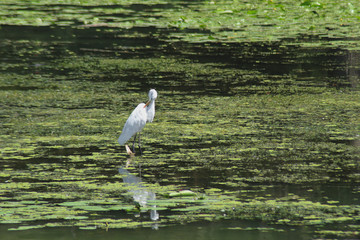 Airone bianco in acqua