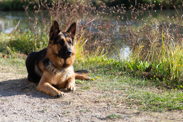Berger allemand