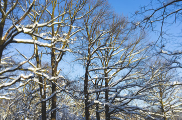 Snow-covered Park on a clear day at sunset.