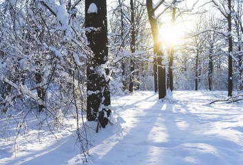 Fototapeta premium Snow-covered Park on a clear day at sunset.