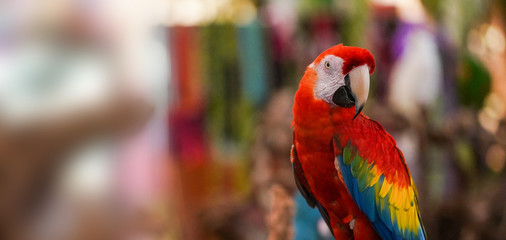 Single parrot bird stand on wooden log  in a zoo