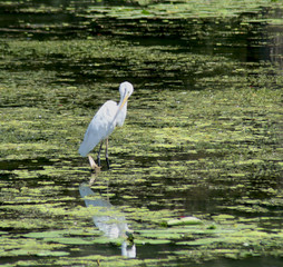 Airone bianco in guardia
