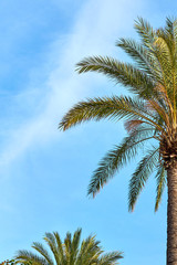            Palm tree against a blue cloudy sky in daylight.                     