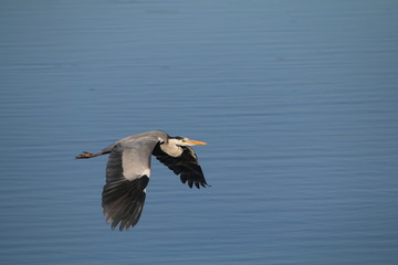Grey Heron flying over a lake.
