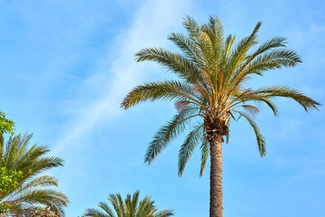            Palm tree against a blue cloudy sky in daylight.                     