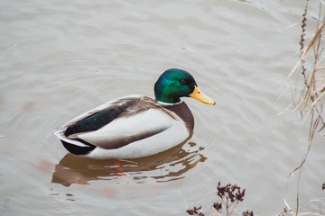 Beautiful duck swims on the lake Silbersee in Bavaria, Germany