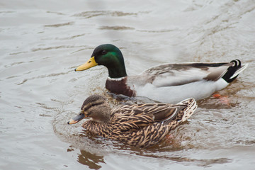 A beautiful pair of ducks with bright plumage floating next to each other in the waters of the pond and staring sharply towards the shore