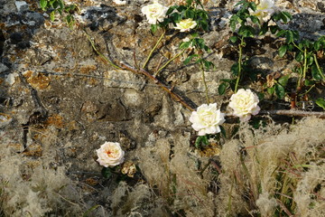 rosier blanc sur vieux mur en pierre
