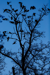 Silhouette of a tall tree with sitting birds against the blue sky at night