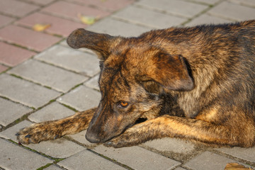 Brown hairy, cute dog, mongrel is lying on the sidewalk, close-up