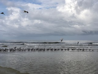 Birds at the ocean