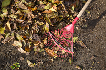 Cleaning fallen leaves in the garden in autumn sunny day using a rake