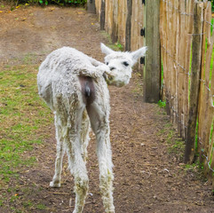 White llama pulling her tail showing off her female genitals exhibitionist animal behavior