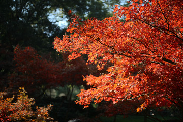 Fototapeta na wymiar Chinese red maple leaves
