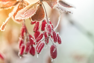 Red barberry berries (Berberis vulgaris, Berberis thunbergii, Latin Berberis Coronita) covered with hoarfrost on a frosty sunny winter day in the park