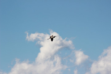 Airone in ascesa