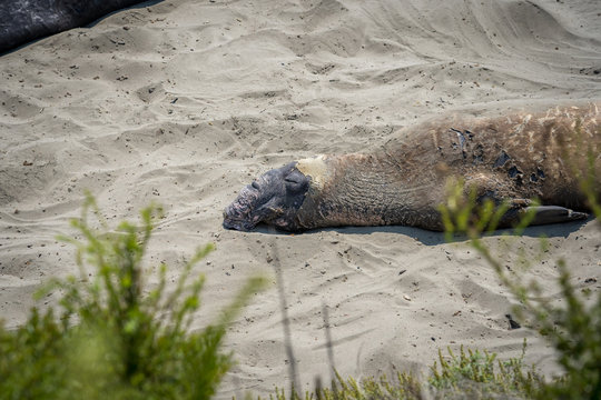 Seeelefant Kalifornien