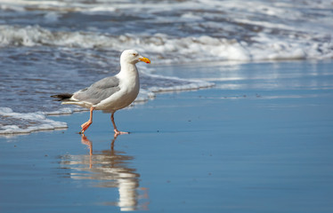 sea gull walking by the waves on the beach