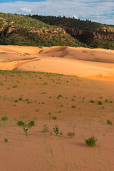 Abendsonne scheint auf sandige Dünenlandschaft mit Pflanzen, Gras und Felsigem Berg, Coral Pink Sand Dunes State Park, Utah, USA