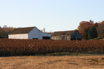 old barn in field