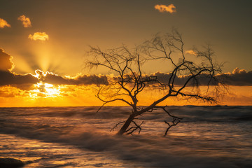 Weststrand auf Zingst mit alter Baum ( Fischland Darß / Ostsee) -  Wasser, Wellen und Sonnenuntergang - Gegenlicht