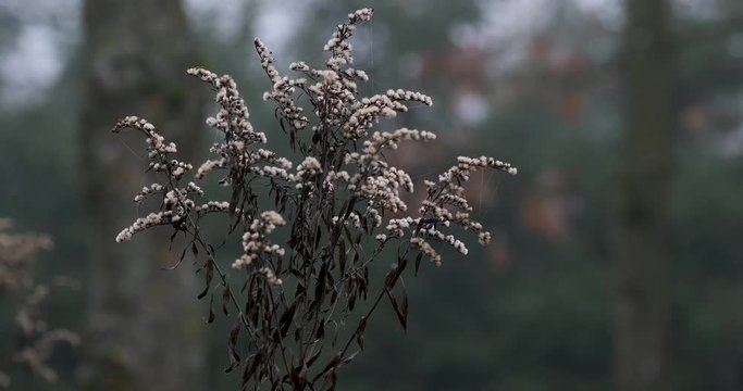 Strauch mit wei&szlig;en hellen Samen 4k DCI 50p
