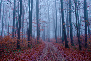 autumn forest road in the fog