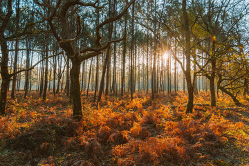 Obraz premium autumn in the forest