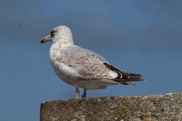 OISEAUX MARINS DE LA COTE BRETONNE - SAINT MALO