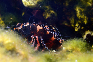 Beautiful and dangerous lionfish hidden in seaweed.