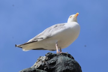 OISEAUX MARINS DE LA COTE BRETONNE - SAINT MALO