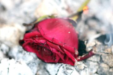 Withered thrown red rose. The red rose which is thrown out in ashes.