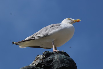 OISEAUX MARINS DE LA COTE BRETONNE - SAINT MALO