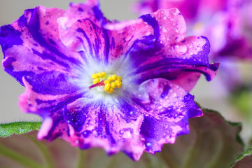 Flowering Saintpaulias, commonly known as African violet. Mini Potted plant. Collectible violet.