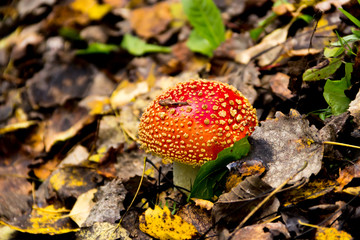 Beautiful mushroom found in Nuuksio National Park, Finland.
