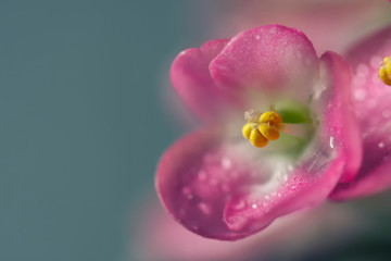 Flowering Saintpaulias, commonly known as African violet. Mini Potted plant. A dark background.
