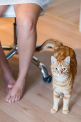 Chat roux domestique