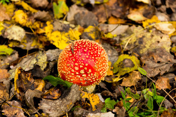 Beautiful mushroom found in Nuuksio National Park, Finland.